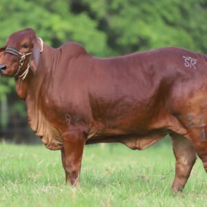 Vaca Brahman Roja – Selección Genética