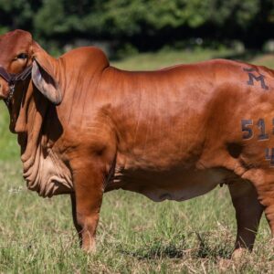 Vaca Brahman Roja