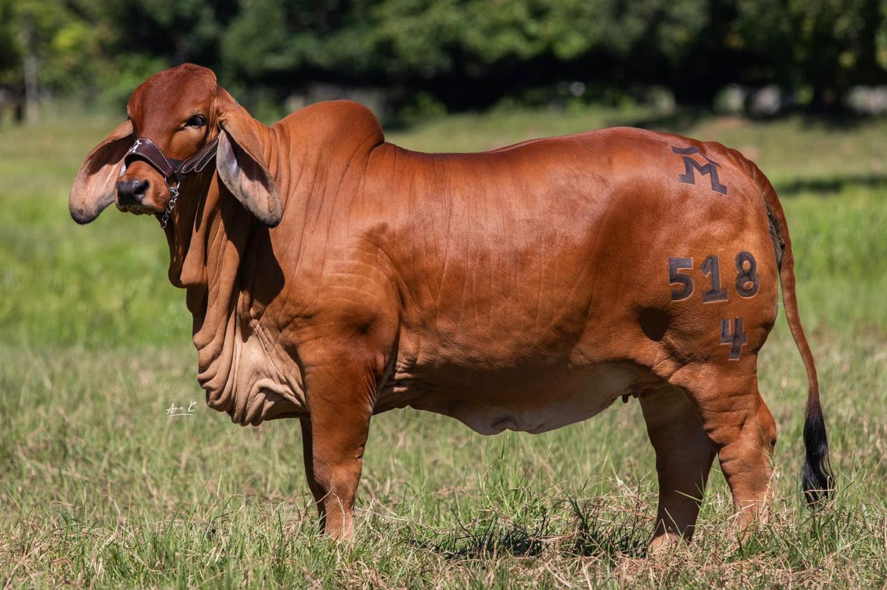 Vaca Brahman Roja
