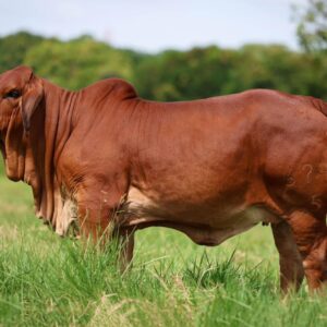 Vaca Brahman Gris – Línea Materna
